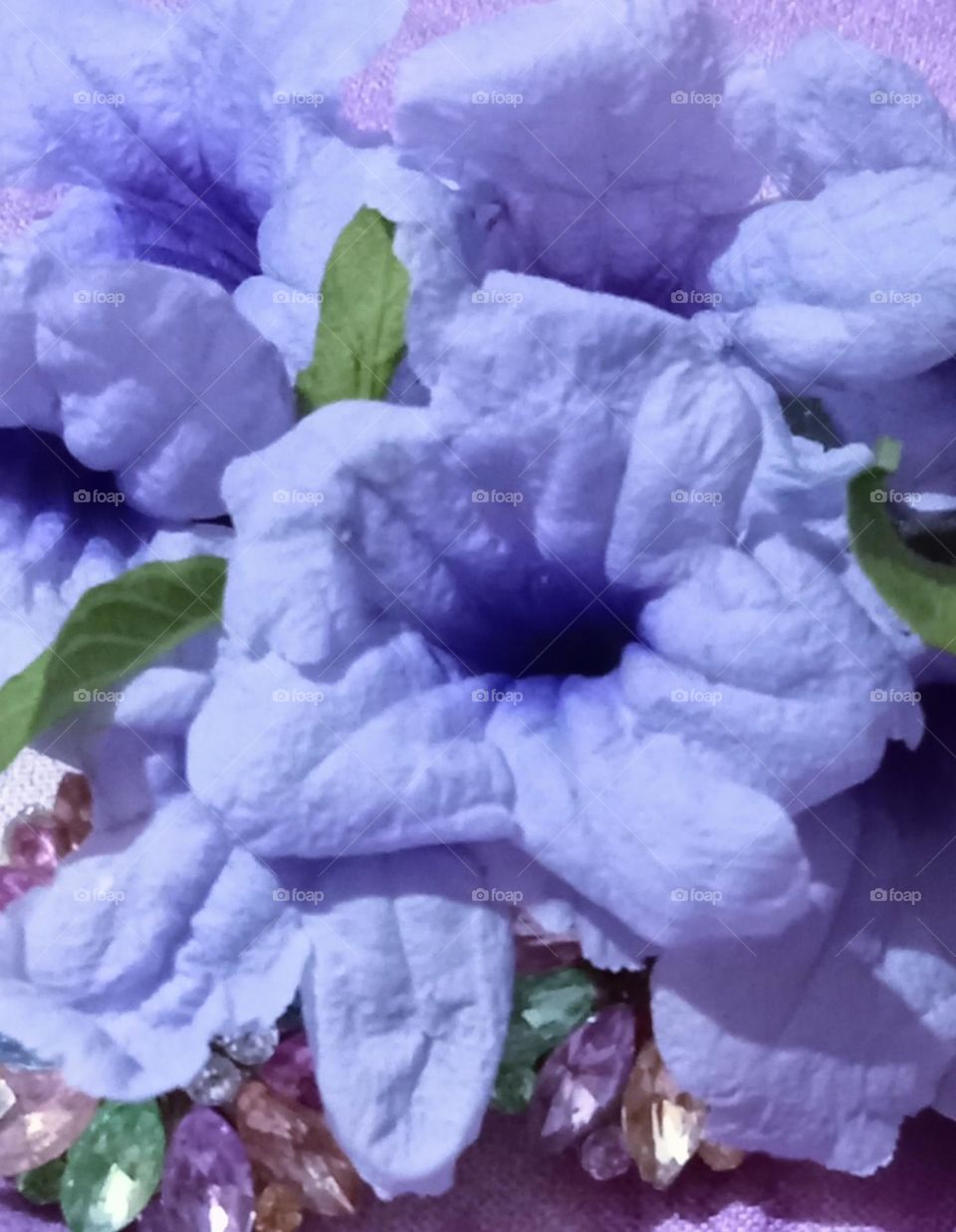 Attractive lavender colour petunia flowers 🌺 blooms in spring season flower.