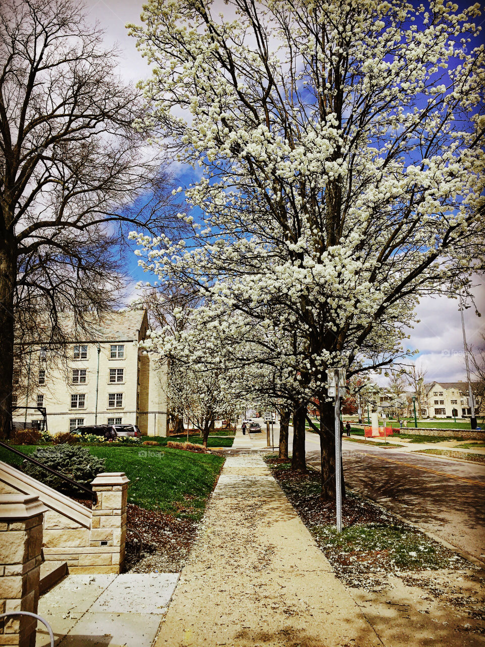 Spring on Campus


