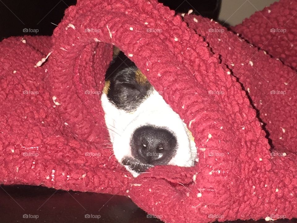 Dog sleeping in a blanket 