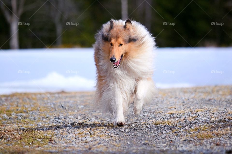 Running collie