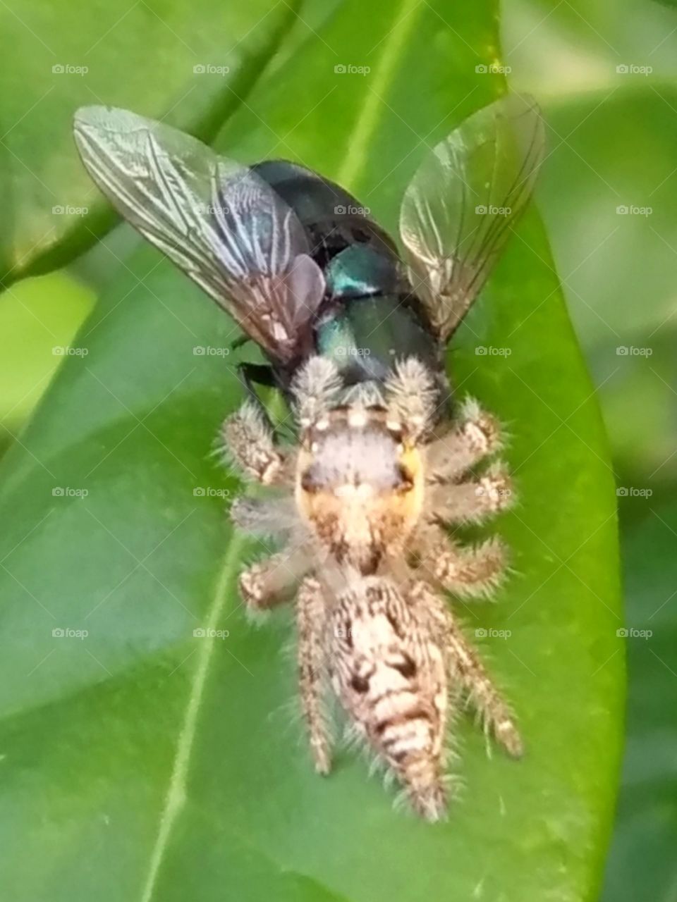 Spider enjoyed the food.