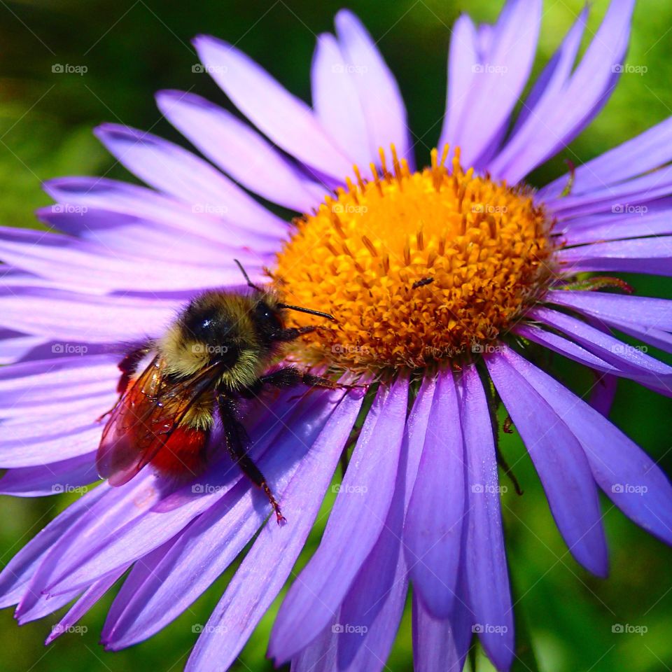 Bee and flower