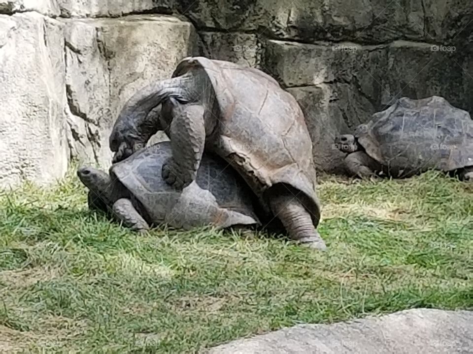 turtles