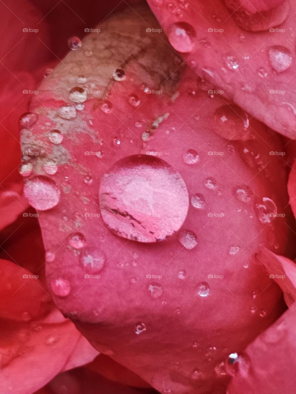 Rain drops on flower