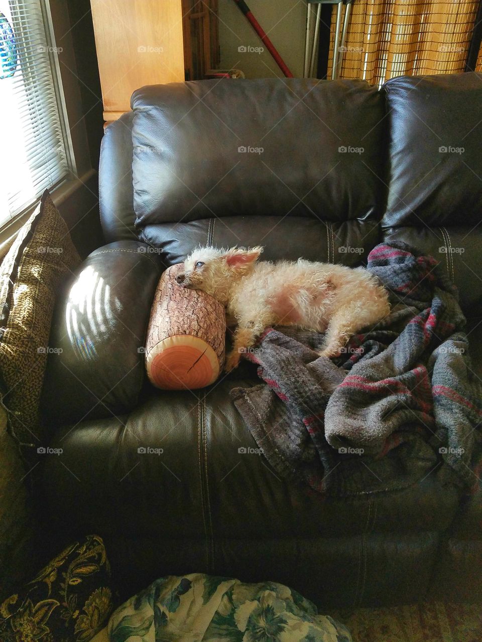 Poodle laying comfortable on couch, looking towards window.