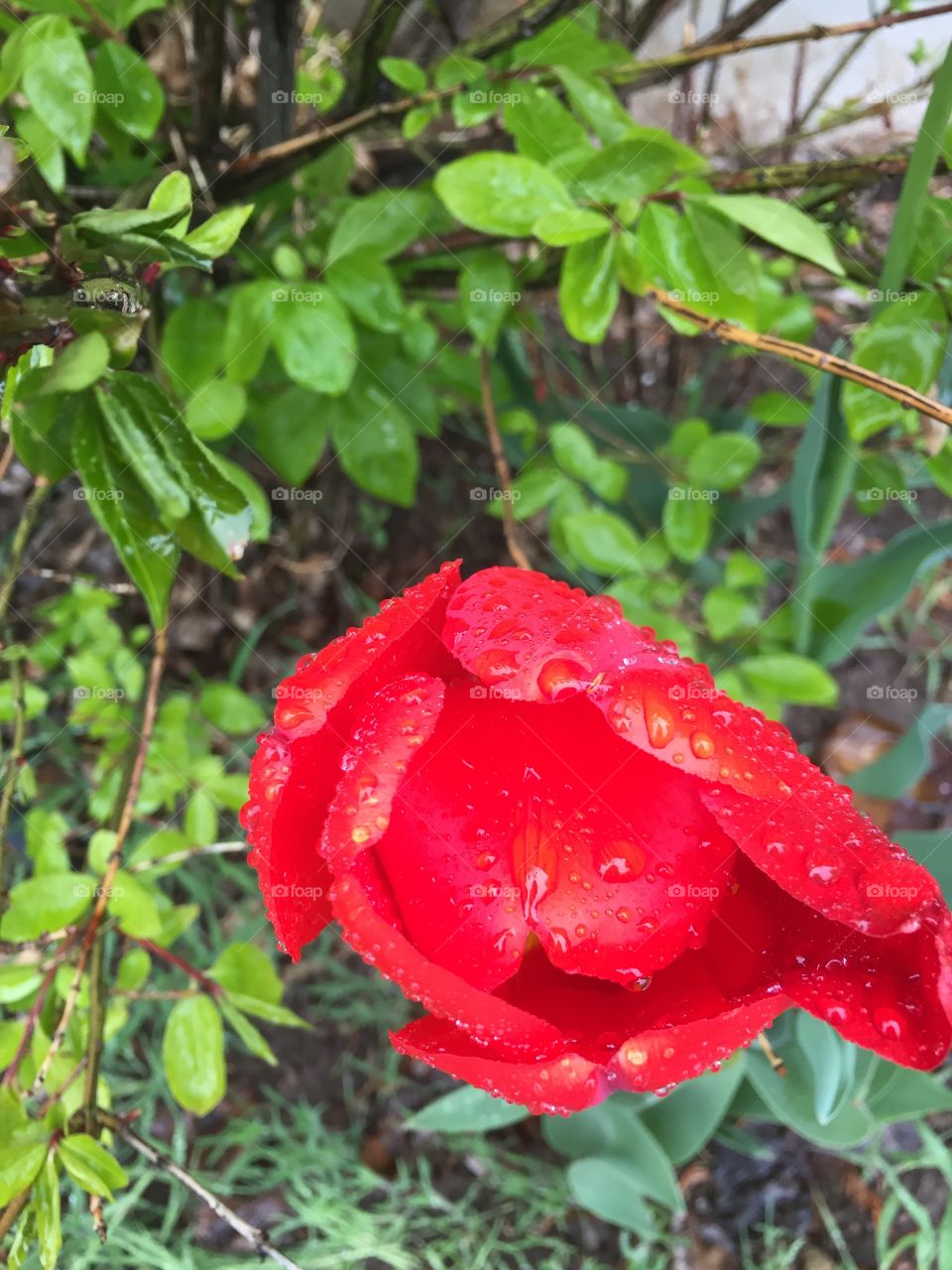 Red Tulip in The sunshiny rainstorm