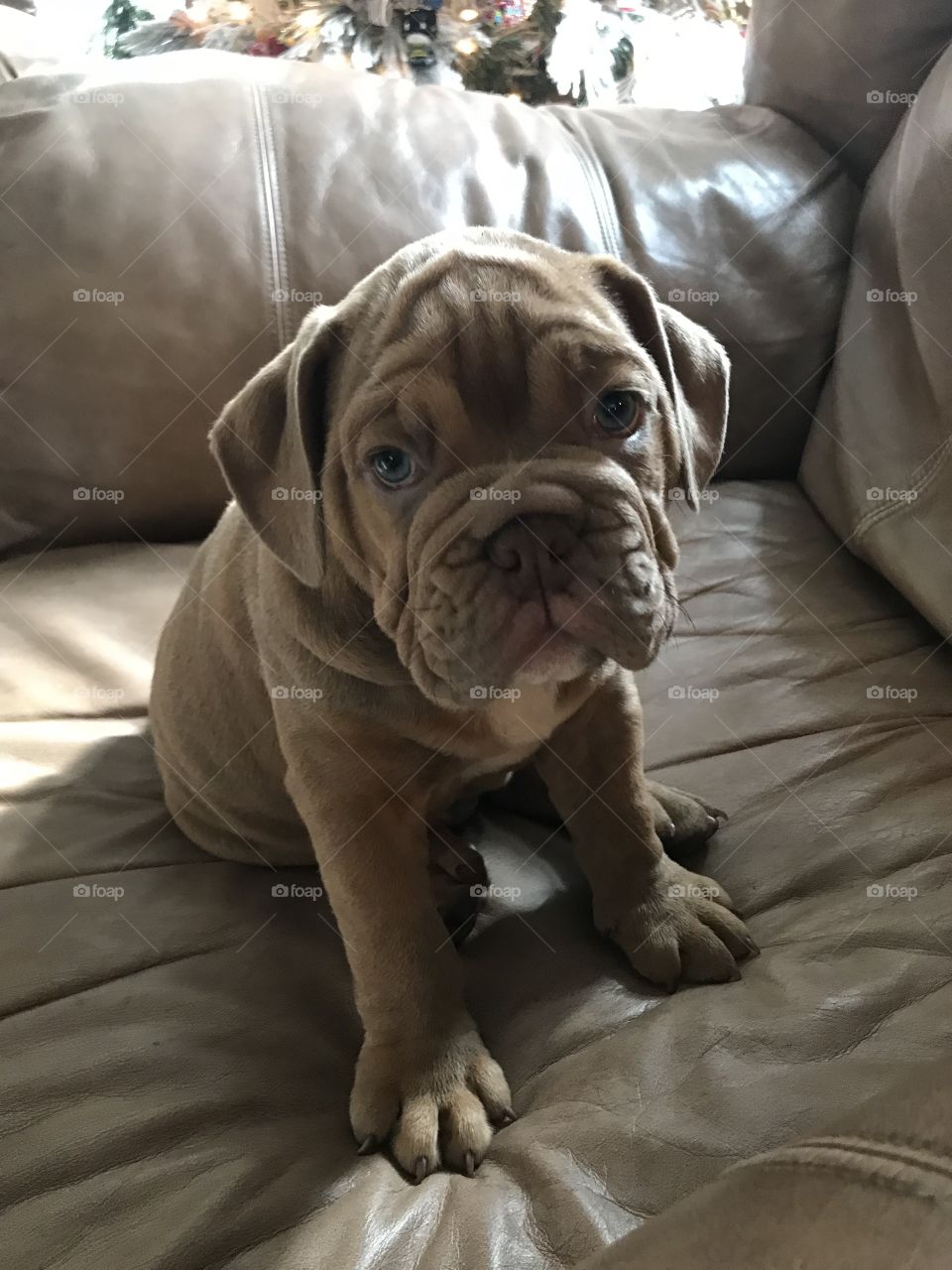 Have you ever seen a sweeter face then this adorable little bulldog puppy?