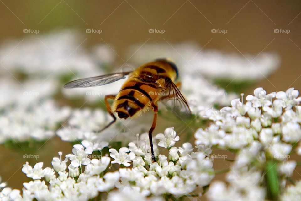 Bee on white flower