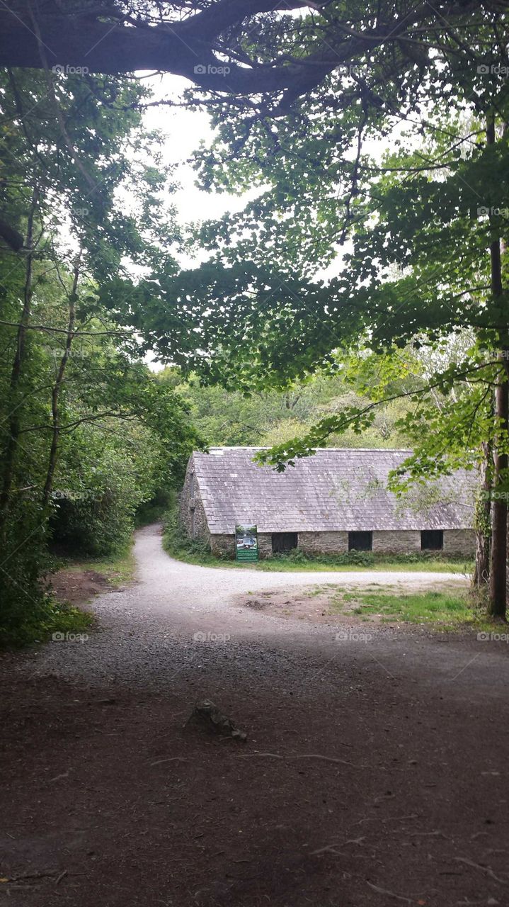 Cottage in the woods