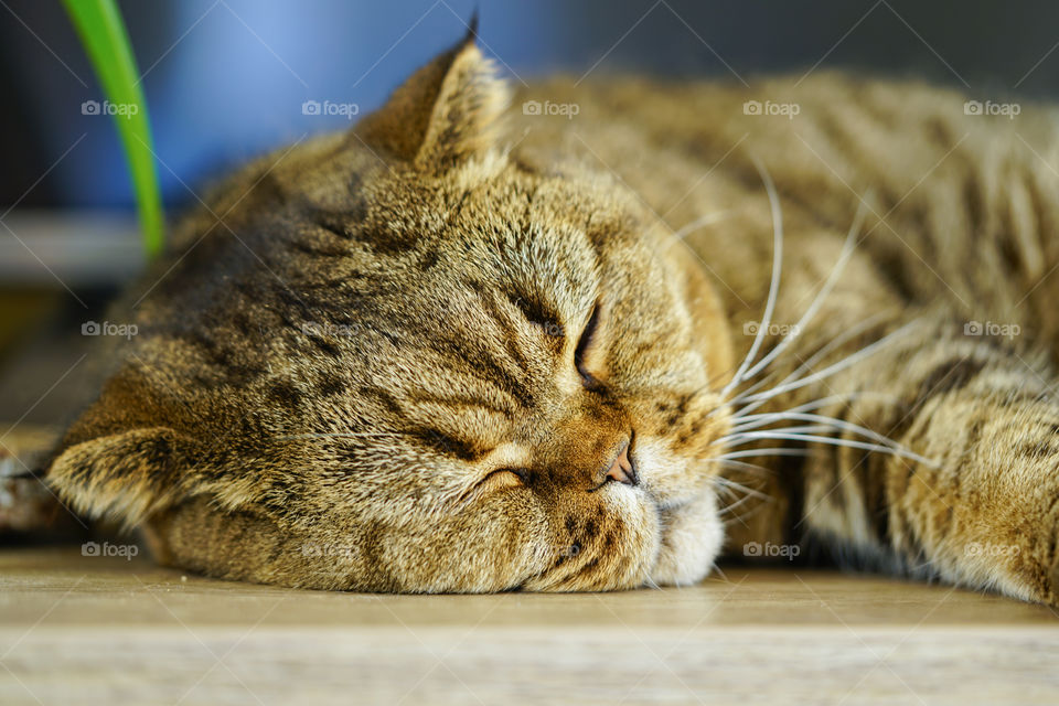 beautiful brown stripped scottish fold cat sleeping