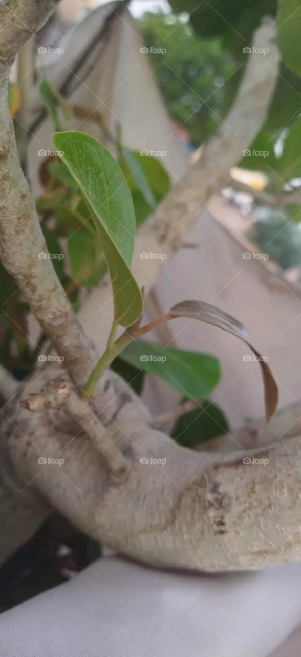 banyan tree / ficus benghalensis