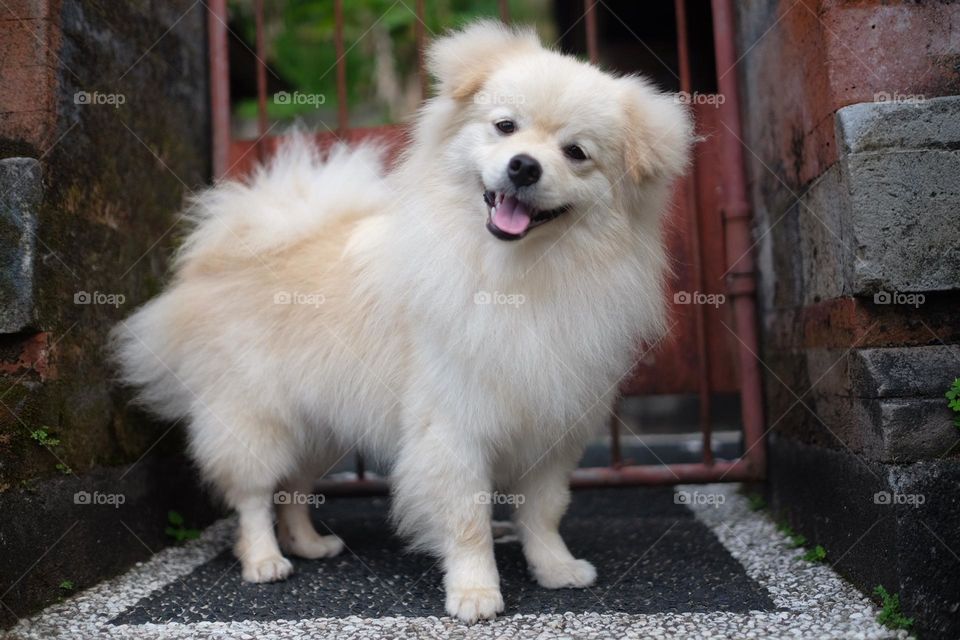 happiness dog in the world