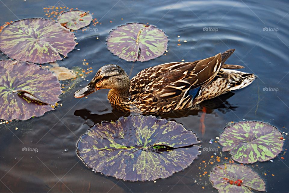 Duck on a pond