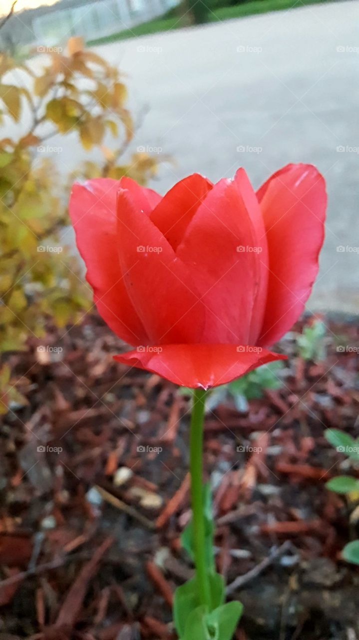 Red tulip 