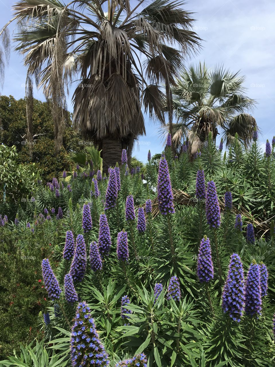 Beautiful flowers  in San Diego, California.
