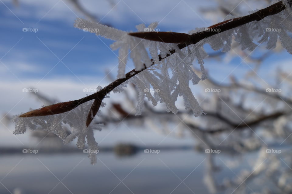 Close-up of snowy branch