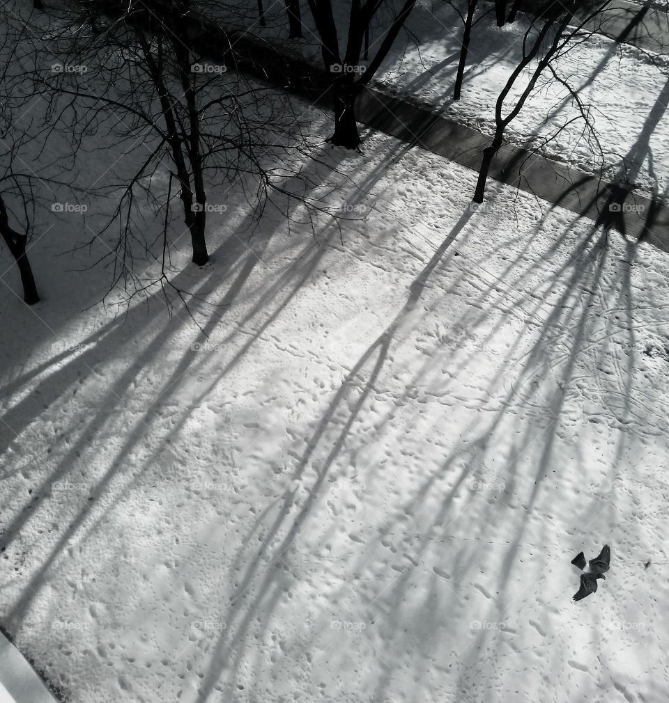 Winter, Snow, Monochrome, Wood, Cold