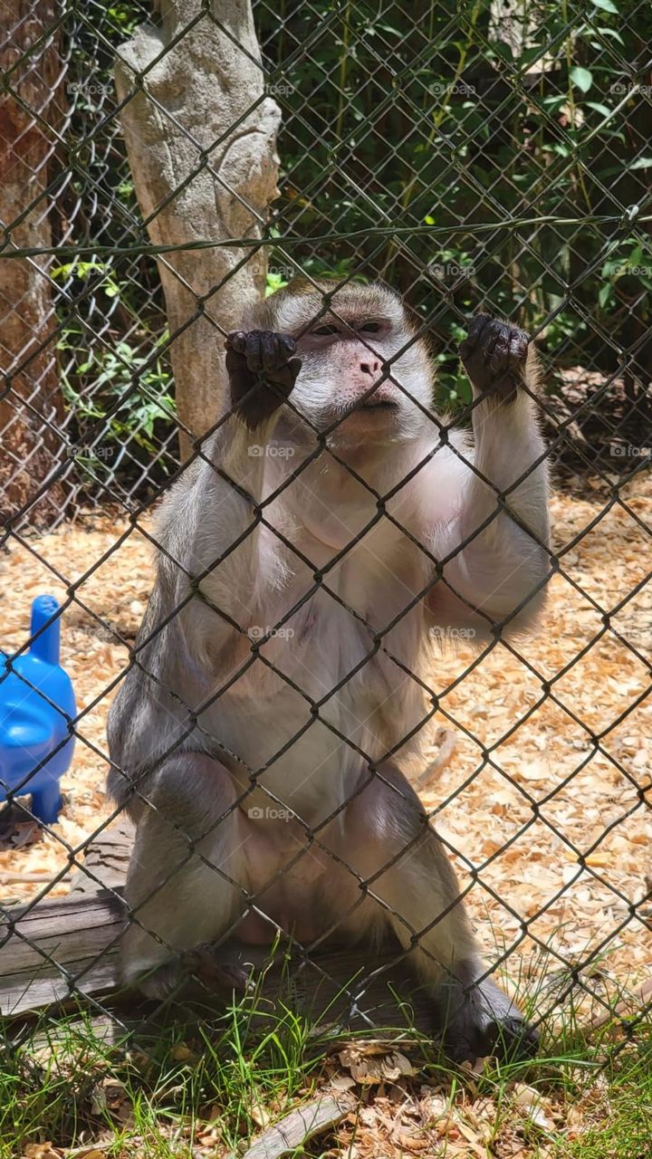 monkey in a cage