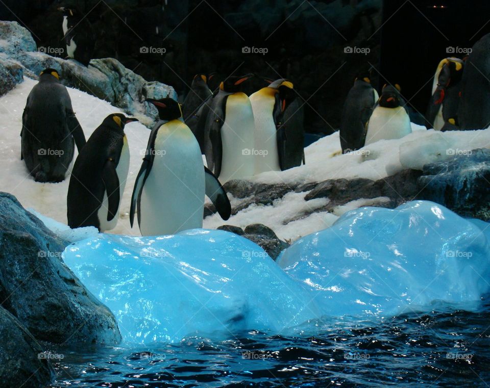 Penguin family 🐧🐧🐧🐧