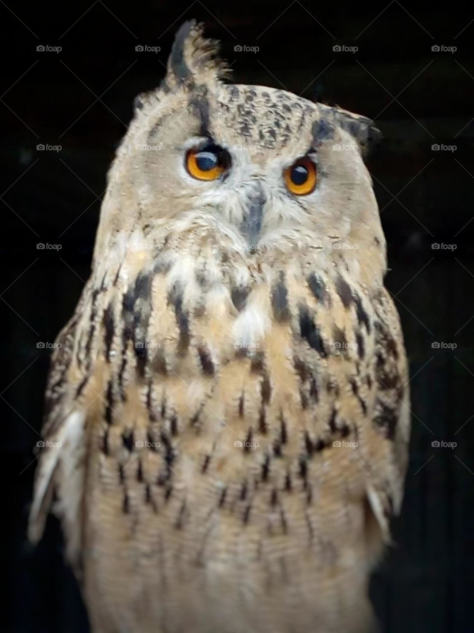 owl