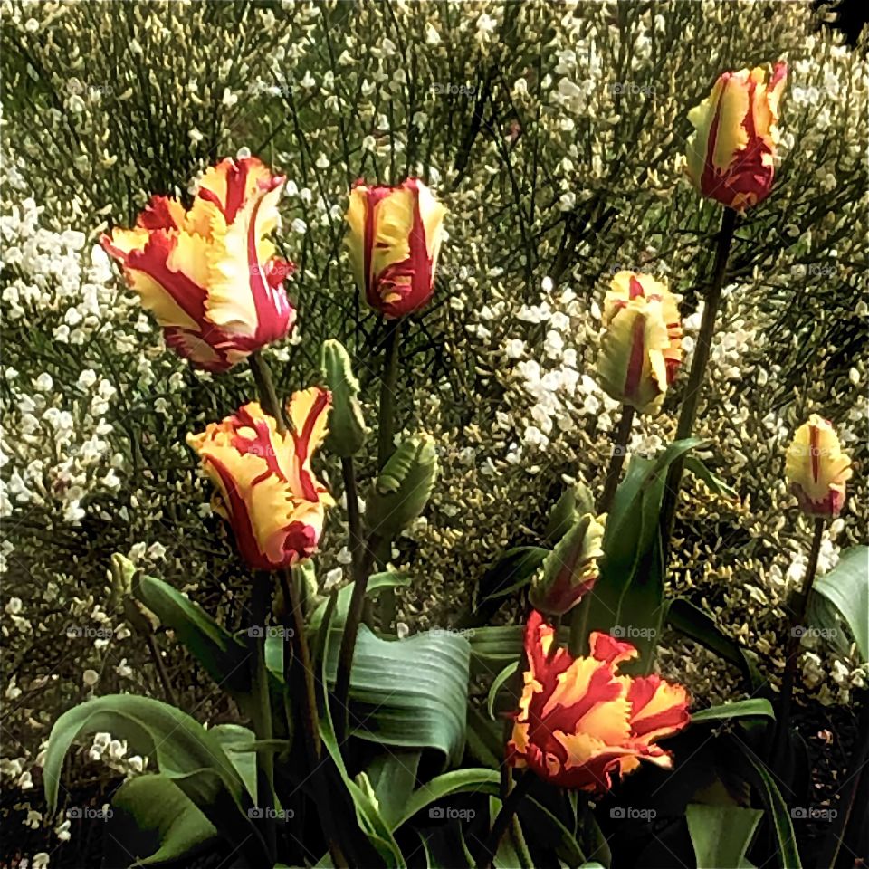 Parrot tulips