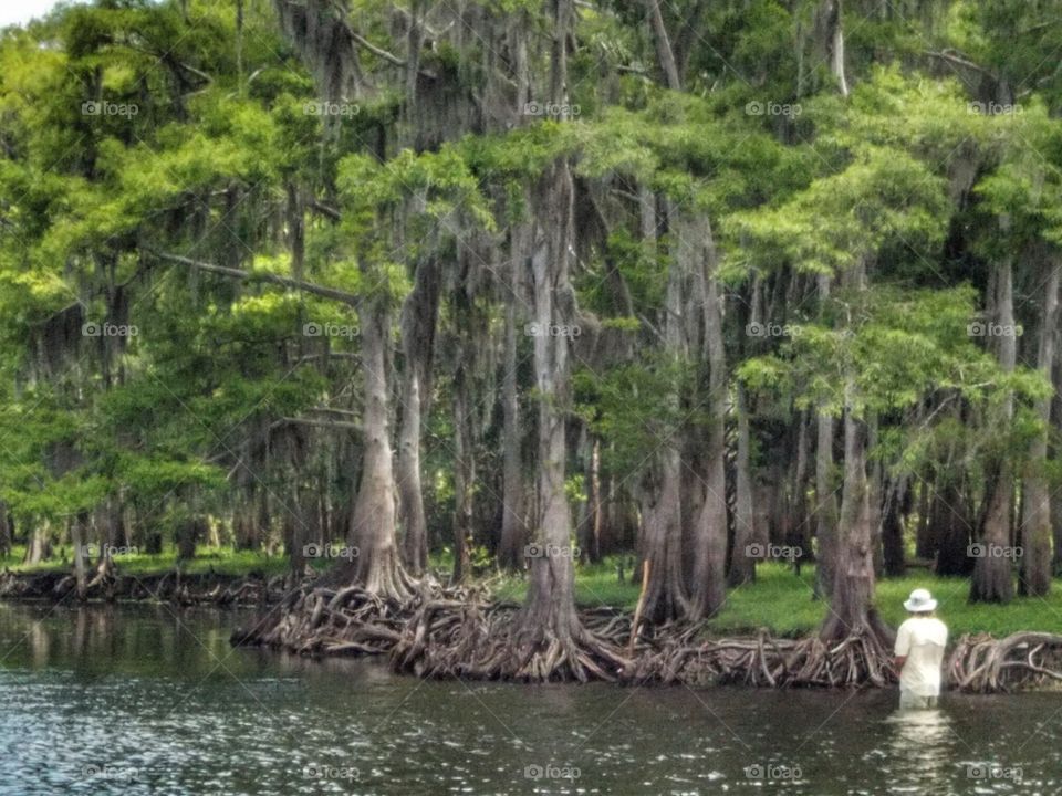 Cypress forest along the river