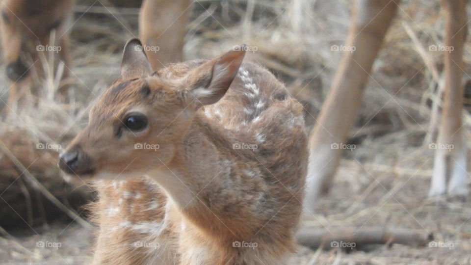 Close-up of a young deer