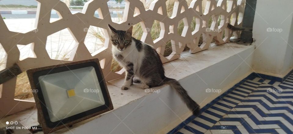 beautiful cat looking at camera.