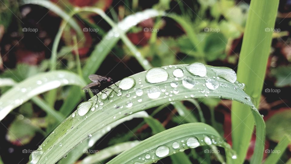 A fly is sitting on the blade of grass.