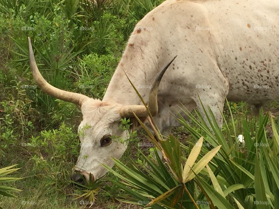Long horn steer grazing