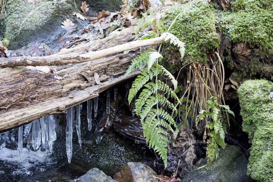 Ice in the river with moss and fern