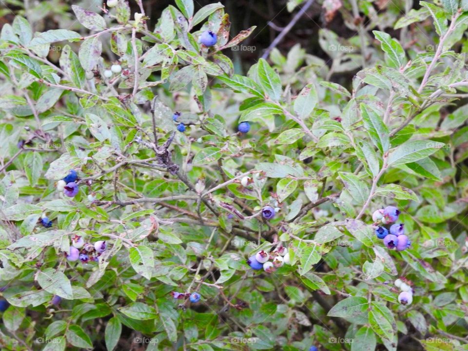 Nature, Leaf, Flora, Flower, Garden