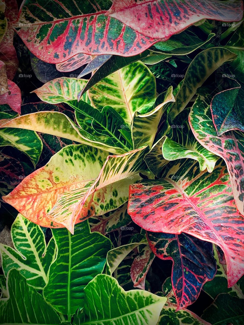 Colorful plant