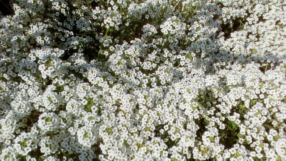Abundance of white shrub wild tropical
flowers in sunny day of March in garden