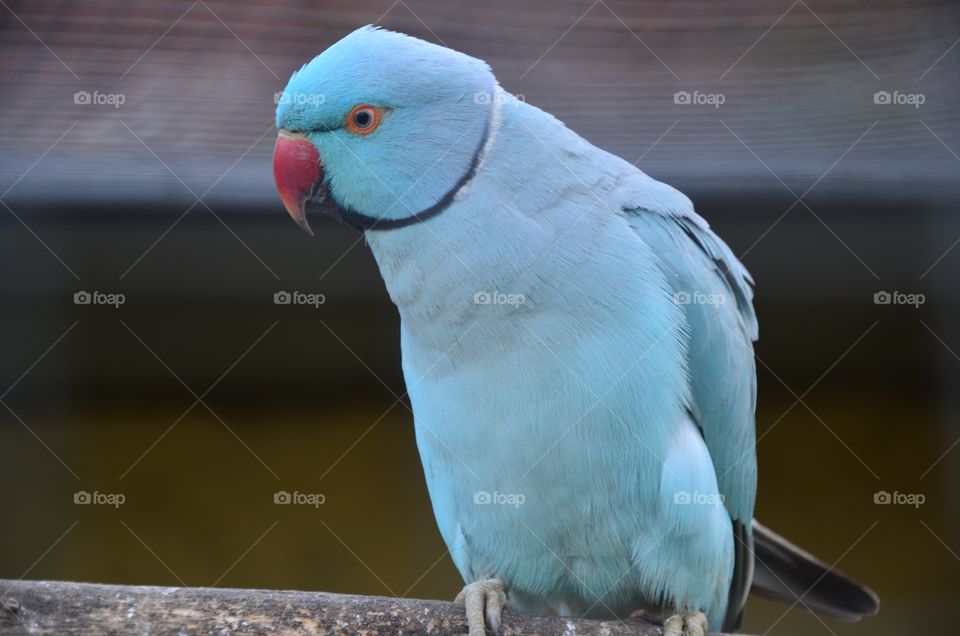 Blue parrot