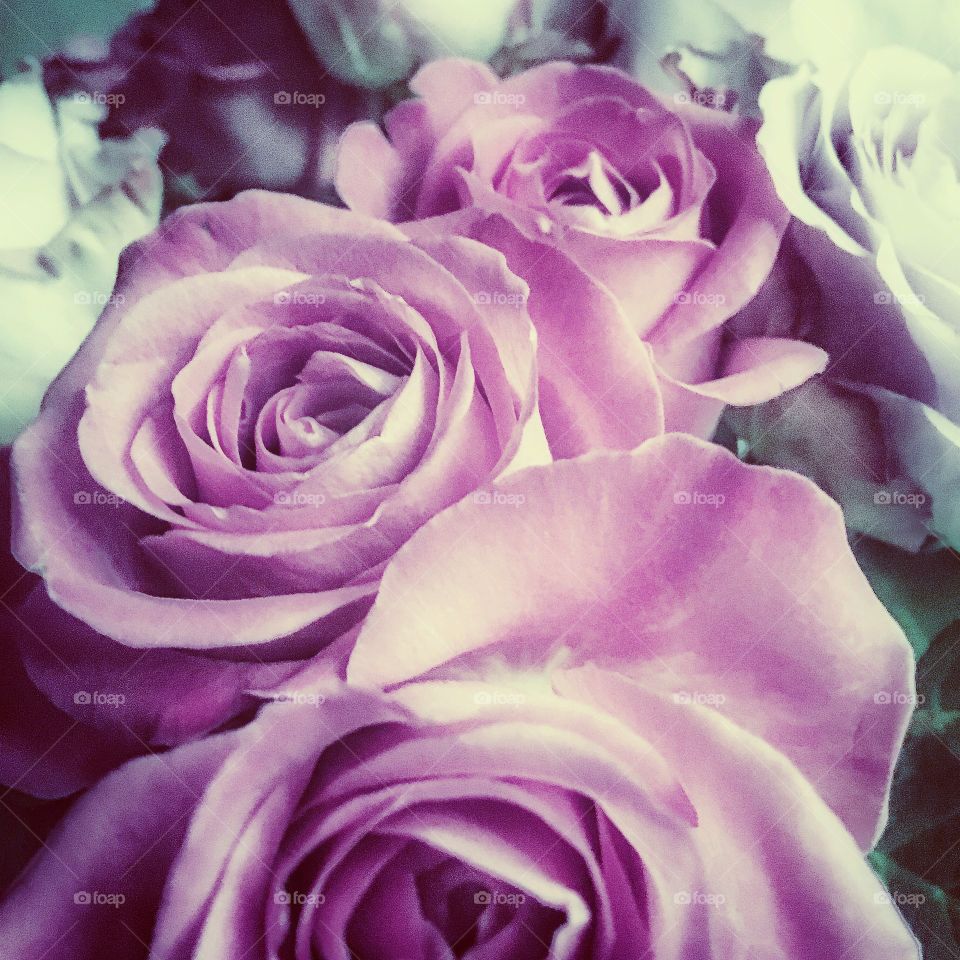 Roses.