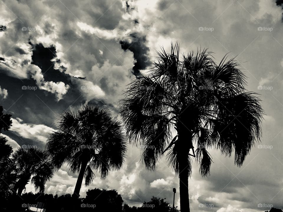 Dark Palms