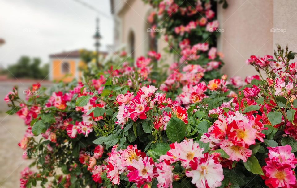 Urban Nature Plants, Karlovo, Bulgaria