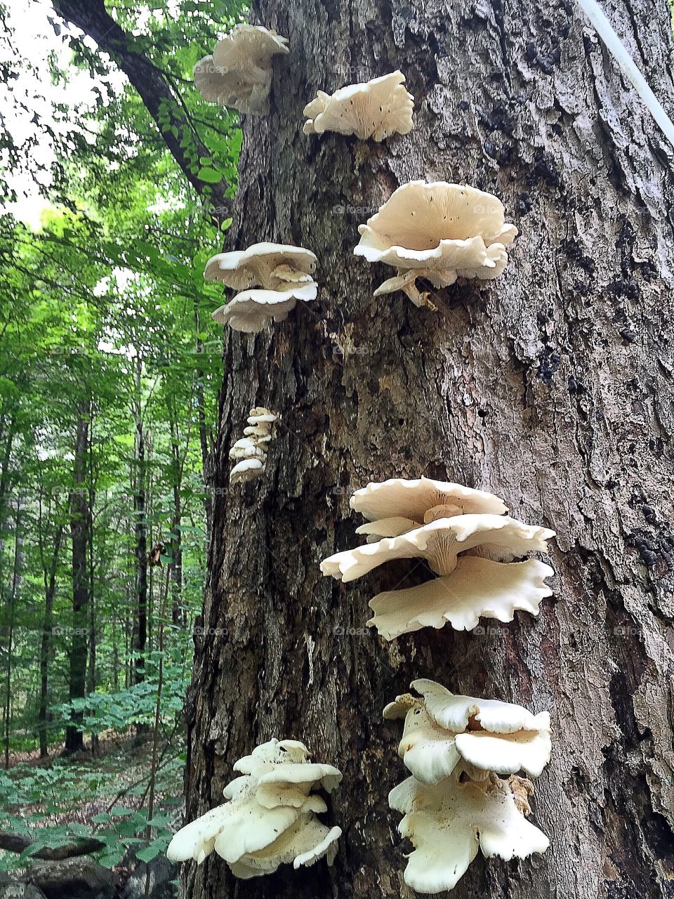 Mushrooms. Wild Oyster Mushrooms 