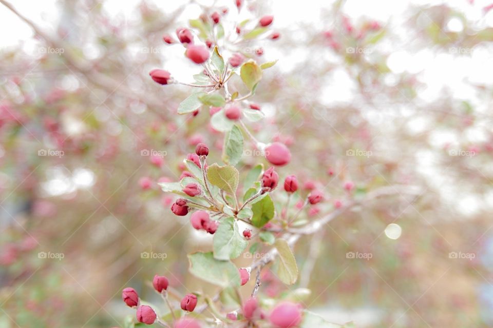 Flowers in bloom