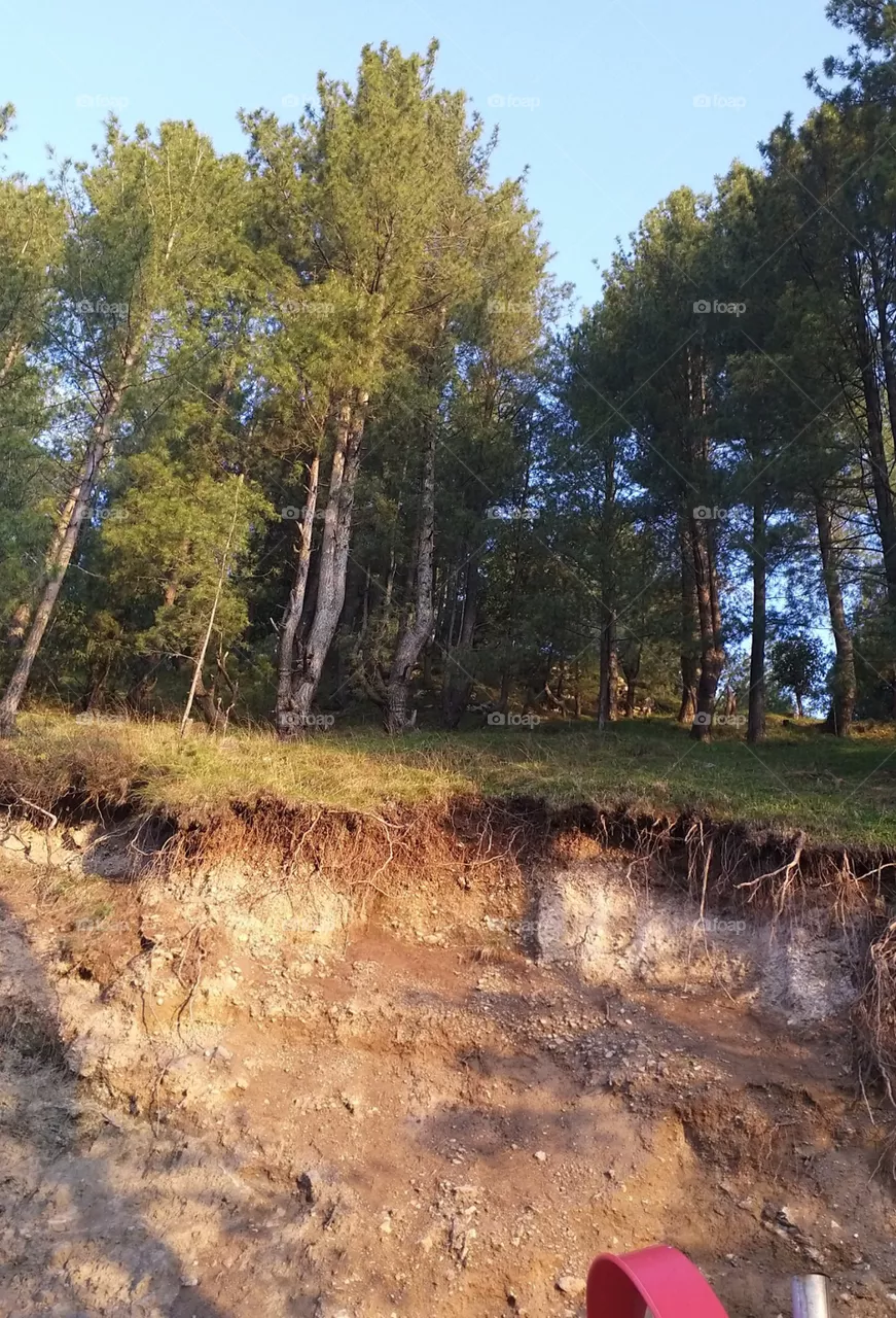 long trees