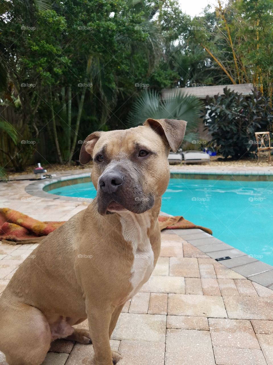 Gentle pitbull dog sitting at the edge of a pool after swimming