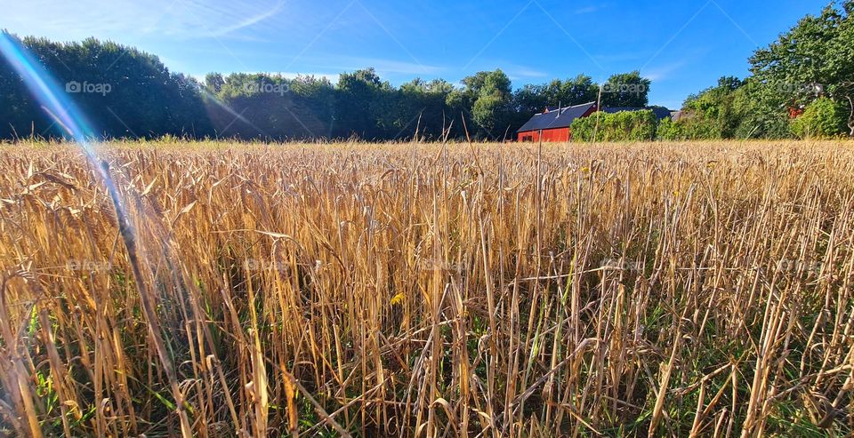 Countryside