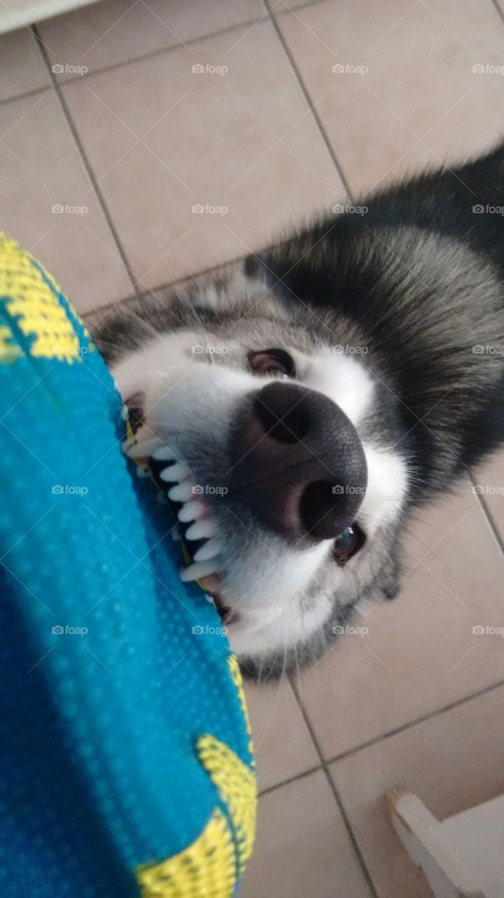 Funny husky during playtime