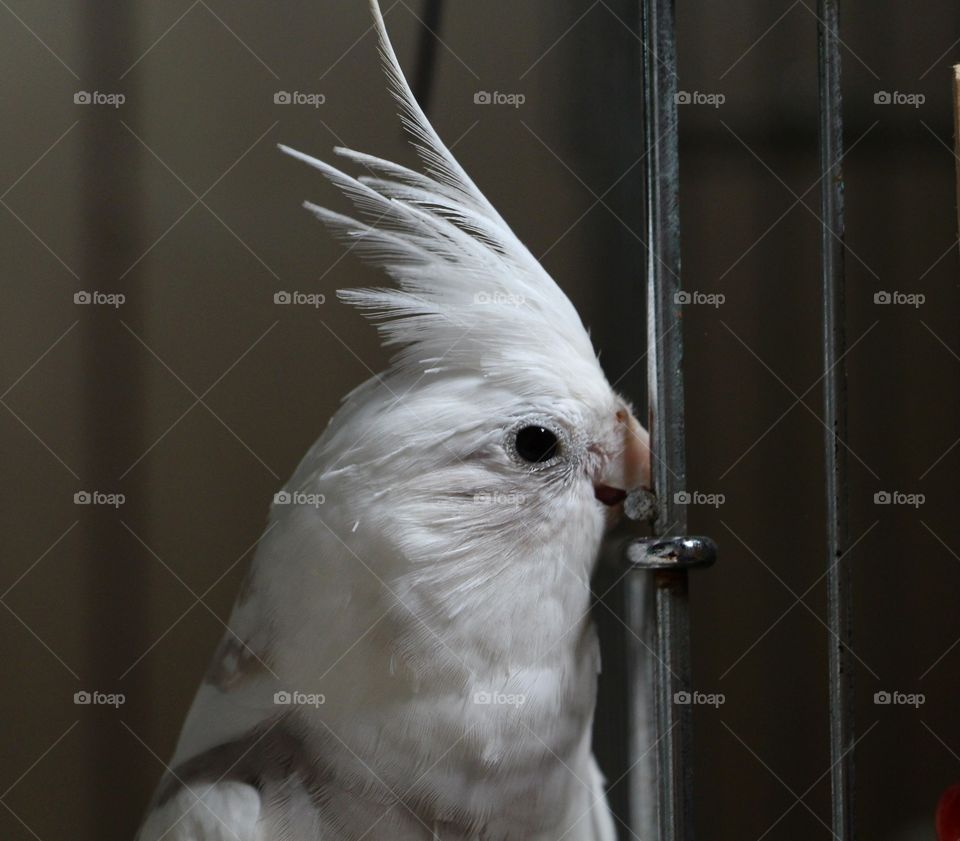 Cockatiel climbing