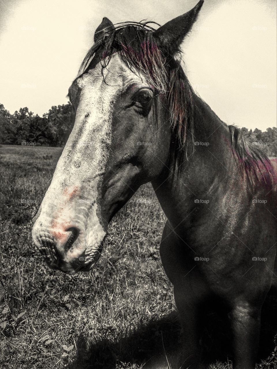 Horses Ghost