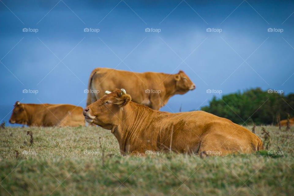 A red cow lies on a green lawn