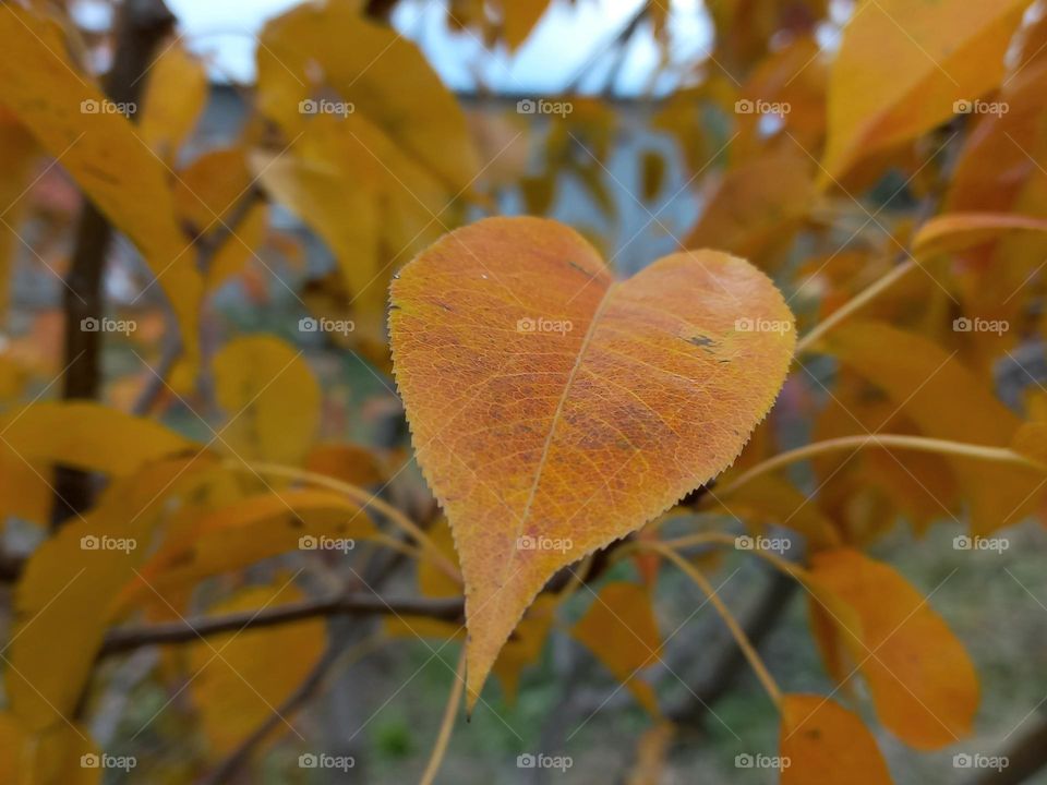 yellow heart shaped leaf.