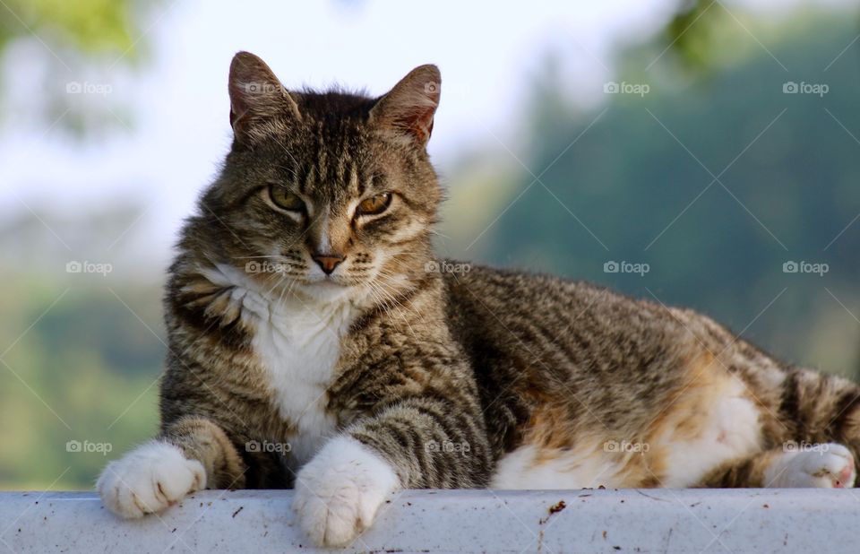 Summer Pets - a grey tabby relaxing on a summer day in a shady spot against a blurred background 