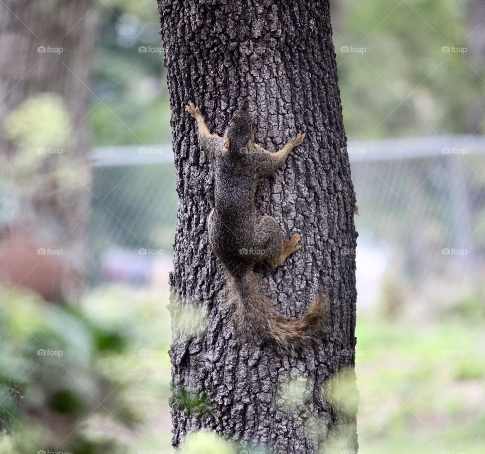 Tree Hugging Squirrel 